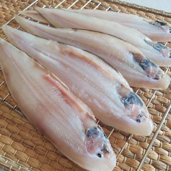 반건조 생선 박대 5미