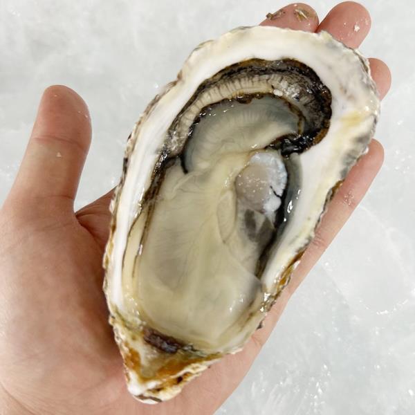 통영 굴 하프쉘 30미