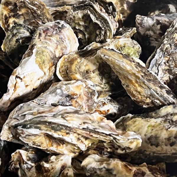 통영 석화 굴 5kg