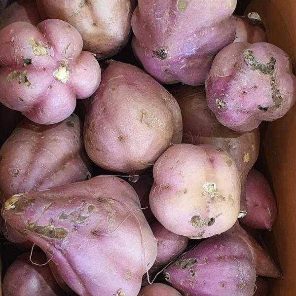 당진 호박고구마 10kg 못난이
