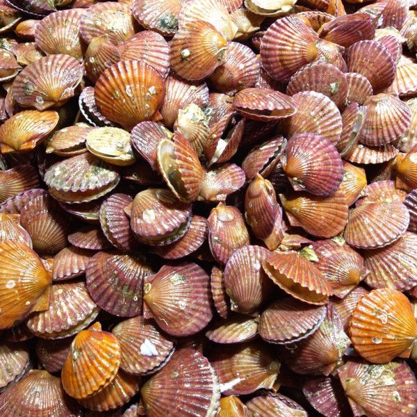 통영 산지직송 홍가리비 2kg(50-60미 내외)