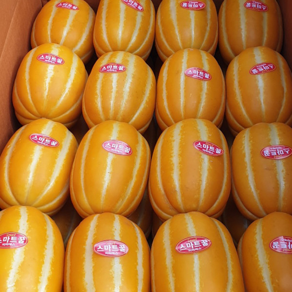 성주 고당도 참외 가정용 소과 2kg (11-16과 내외)
