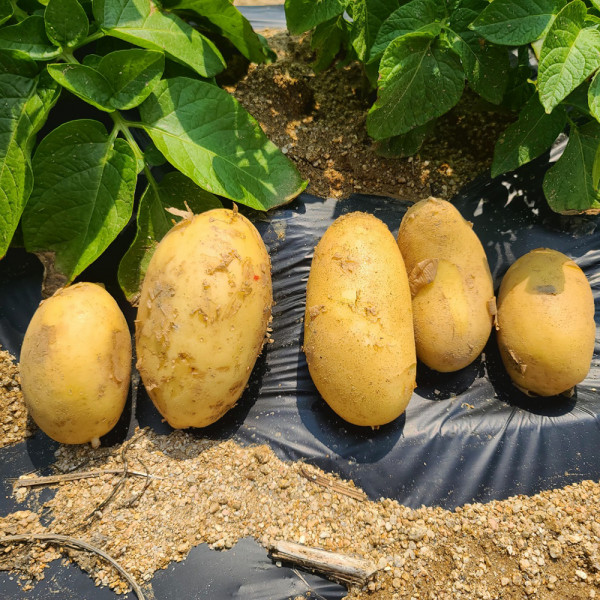 국산 신품종 부드러운 식감 골든 에그 감자 2kg (대특)